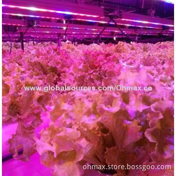 36W LED Greenhouse Grow Light, Red/Blue/White for Indoor Plants with IP65, CE, FCC & RoHS Marks